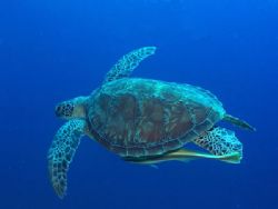 I found this beautiful green turtle and remora at Bunaken... by Erika Antoniazzo 